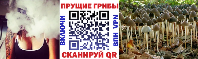 дарк нет как зайти Демидов Псилоцибиновые грибы Psilocybe наркотики